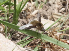 Bombylius fimbriatus