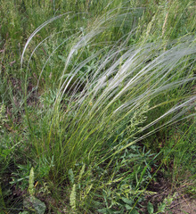 Stipa ucrainica
