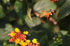 Macroglossum trochilus