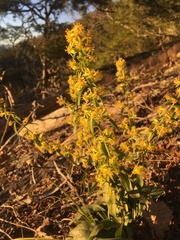 Solidago simulans