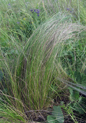 Stipa tirsa