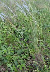 Stipa dasyphylla