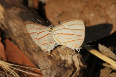 Hemiolaus caeculus