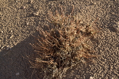 Eriogonum alexanderae