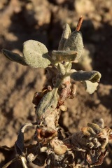 Eriogonum alexanderae