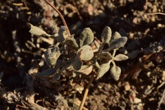 Eriogonum alexanderae