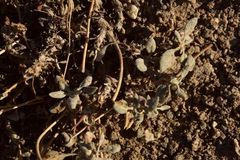 Eriogonum alexanderae