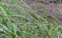 Stipa dasyphylla