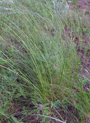 Stipa tirsa