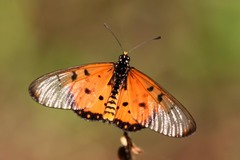 Acraea neobule