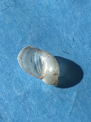 Novisuccinea ovalis