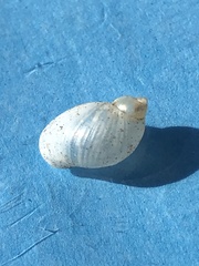 Novisuccinea ovalis