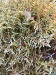 Pleurozium