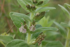 Ajuga laxmannii