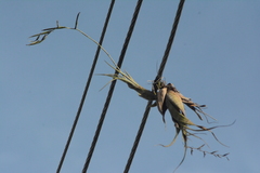 Tillandsia flexuosa