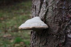 Fomes fomentarius
