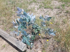 Eucalyptus globulus bicostata
