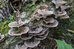 Trametes maxima