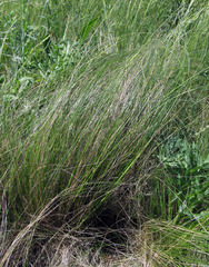 Stipa tirsa