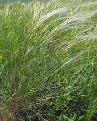 Stipa dasyphylla