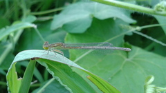 Paracercion v-nigrum