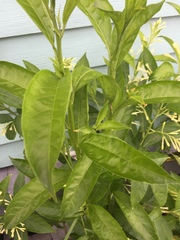 Cestrum laevigatum