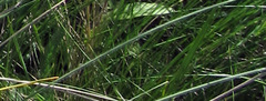 Stipa dasyphylla