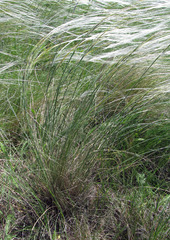 Stipa dasyphylla