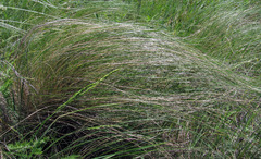 Stipa tirsa