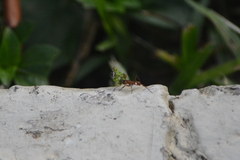 Acromyrmex octospinosus