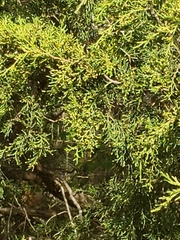 Juniperus