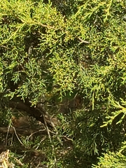 Juniperus