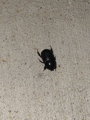 Euetheola