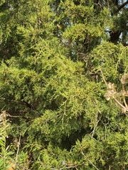 Juniperus