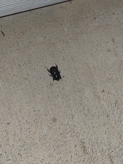Euetheola