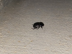 Euetheola