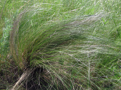 Stipa tirsa
