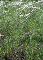 Stipa dasyphylla
