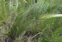 Stipa ucrainica