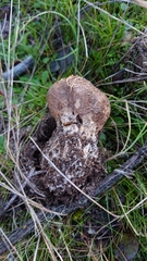 Scleroderma meridionale