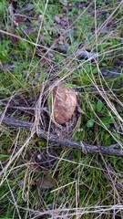 Scleroderma meridionale