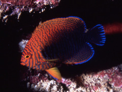 Centropyge potteri