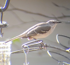 Mimus polyglottos