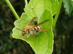 Xanthocampsomeris hesterae