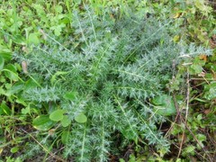 Galactites tomentosus