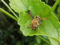 Xanthocampsomeris hesterae