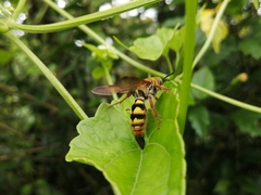 Xanthocampsomeris hesterae