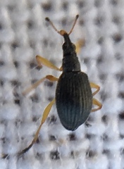 Protapion nigritarse