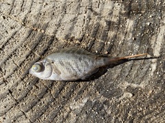 Hysterocarpus traskii