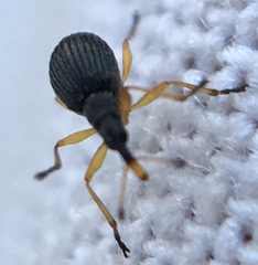 Protapion nigritarse